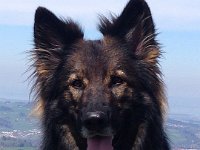 Shani